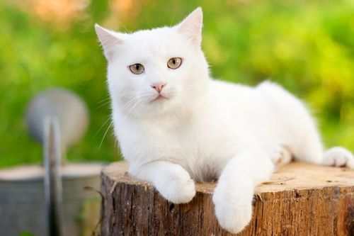 Detail Gambar Kucing Anggora Warna Putih Nomer 6