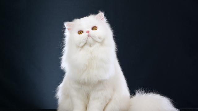 Gambar Kucing Anggora Yang Lucu - KibrisPDR