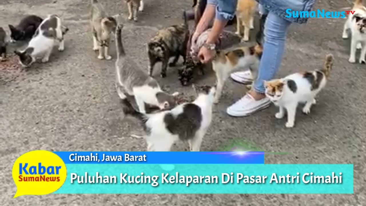 Detail Gambar Kucing Antrian Nomer 20