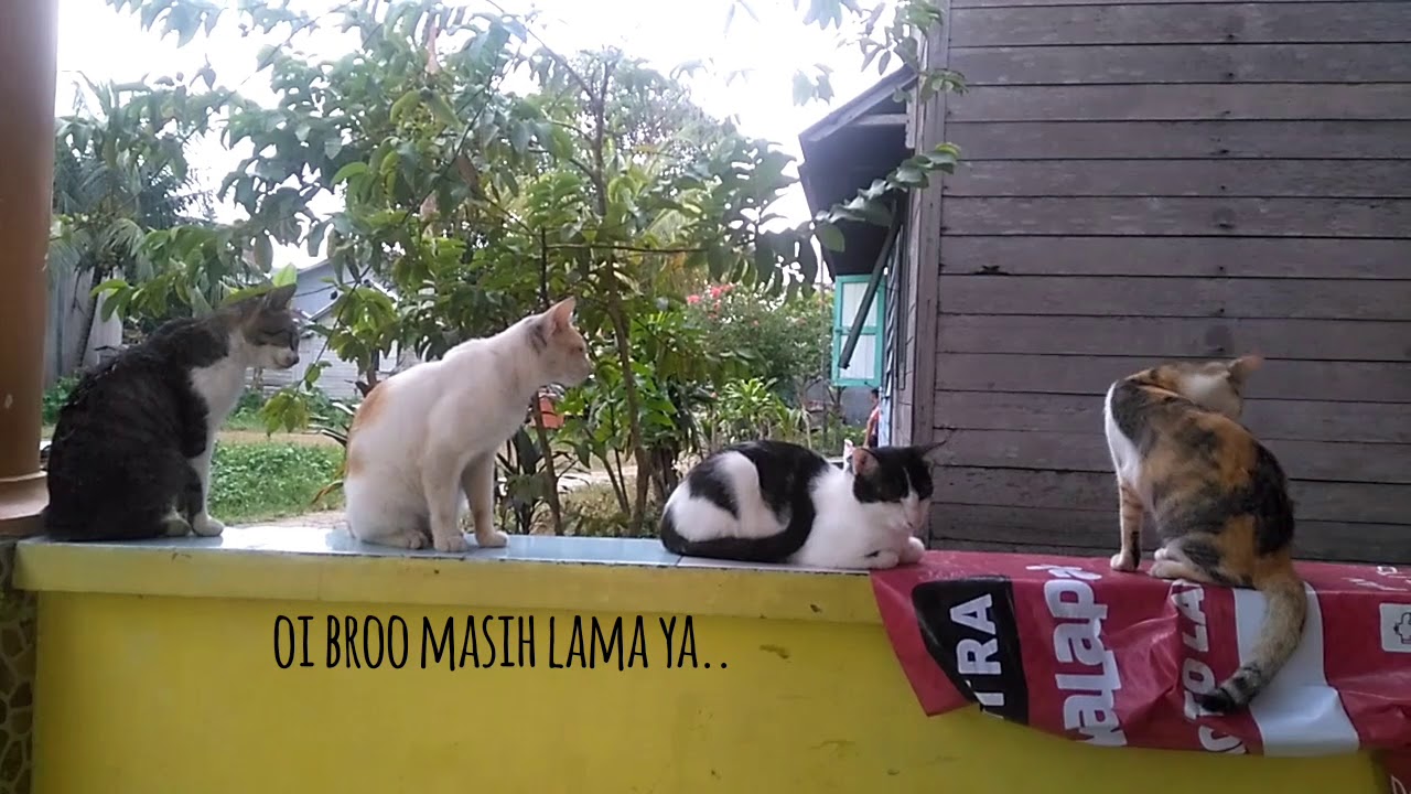 Detail Gambar Kucing Antrian Nomer 6