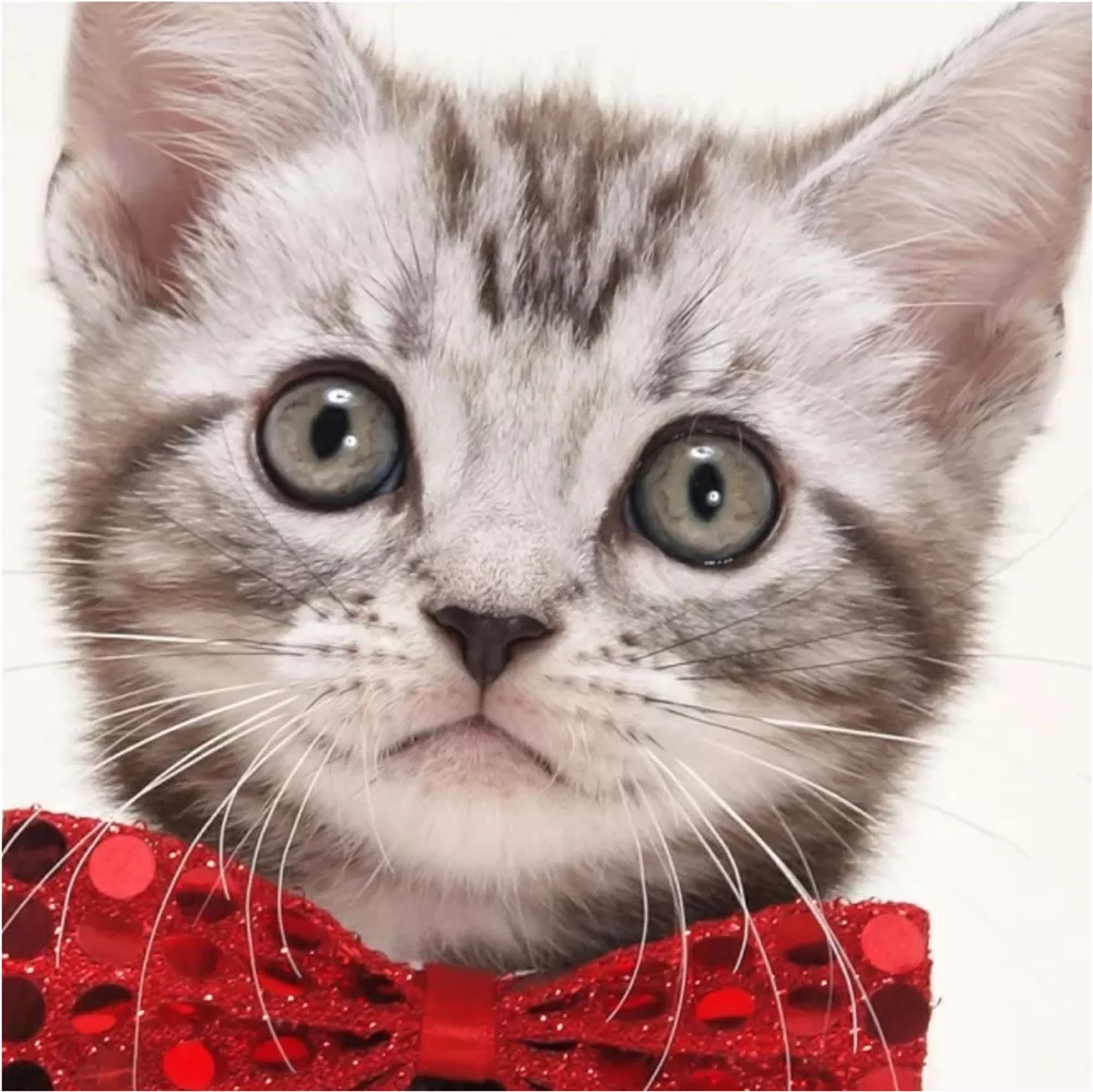 Detail Gambar Kucing Bagus Nomer 57