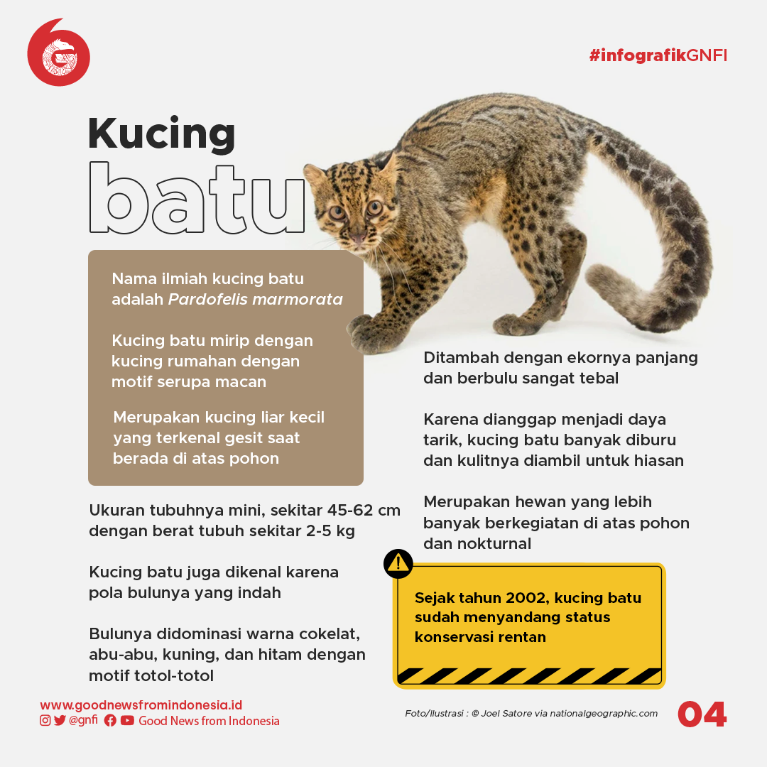 Detail Gambar Kucing Batu Nomer 27