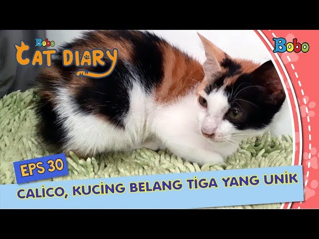 Detail Gambar Kucing Belang Nomer 27