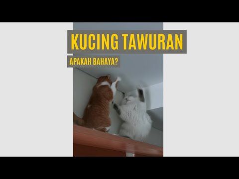 Detail Gambar Kucing Berantem Nomer 33