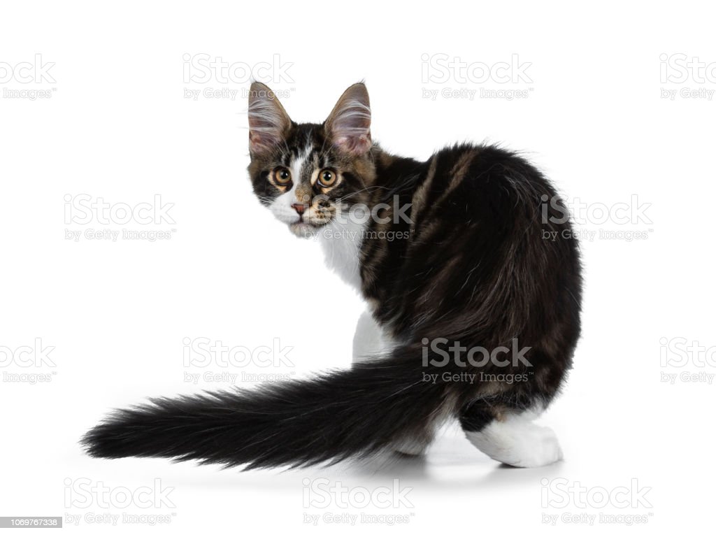 Detail Gambar Kucing Berdiri Nomer 41