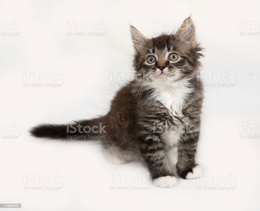 Detail Gambar Kucing Berdiri Nomer 44