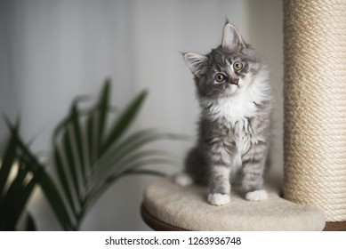 Detail Gambar Kucing Berdiri Nomer 47