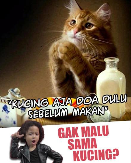 Detail Gambar Kucing Berdoa Nomer 25