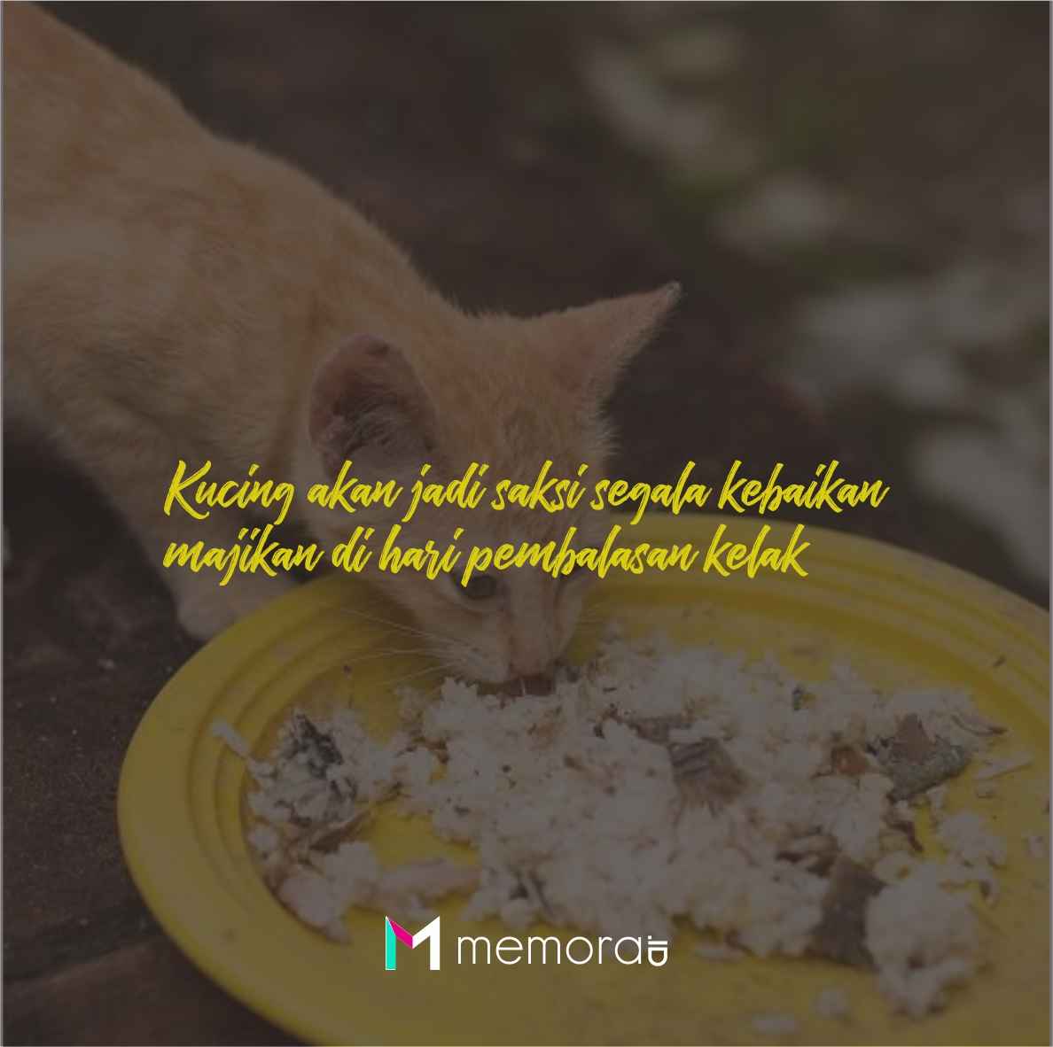 Detail Gambar Kucing Berdoa Nomer 34