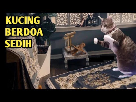 Detail Gambar Kucing Berdoa Nomer 43