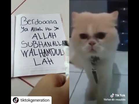 Detail Gambar Kucing Berdoa Nomer 52