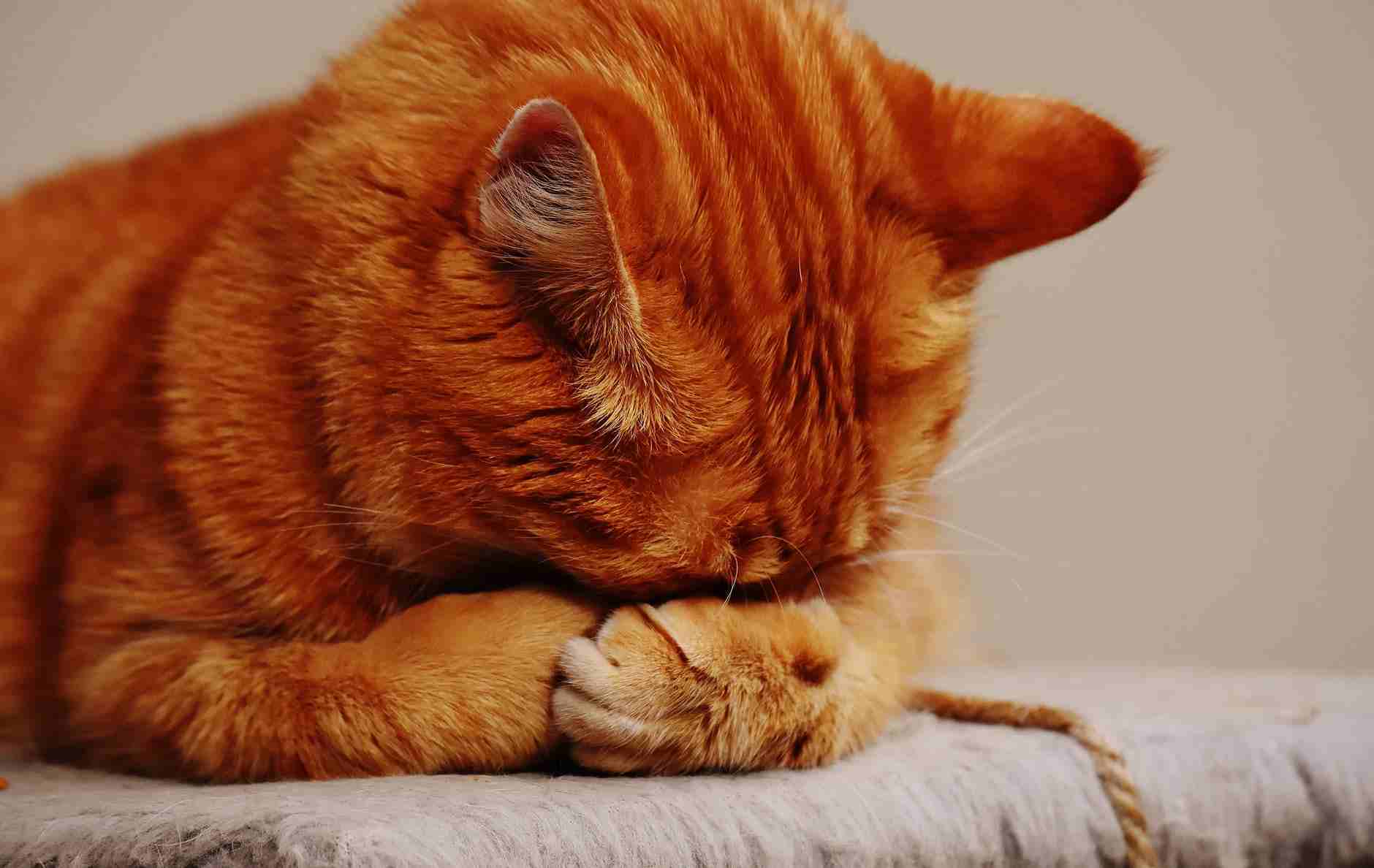 Detail Gambar Kucing Berdoa Nomer 9