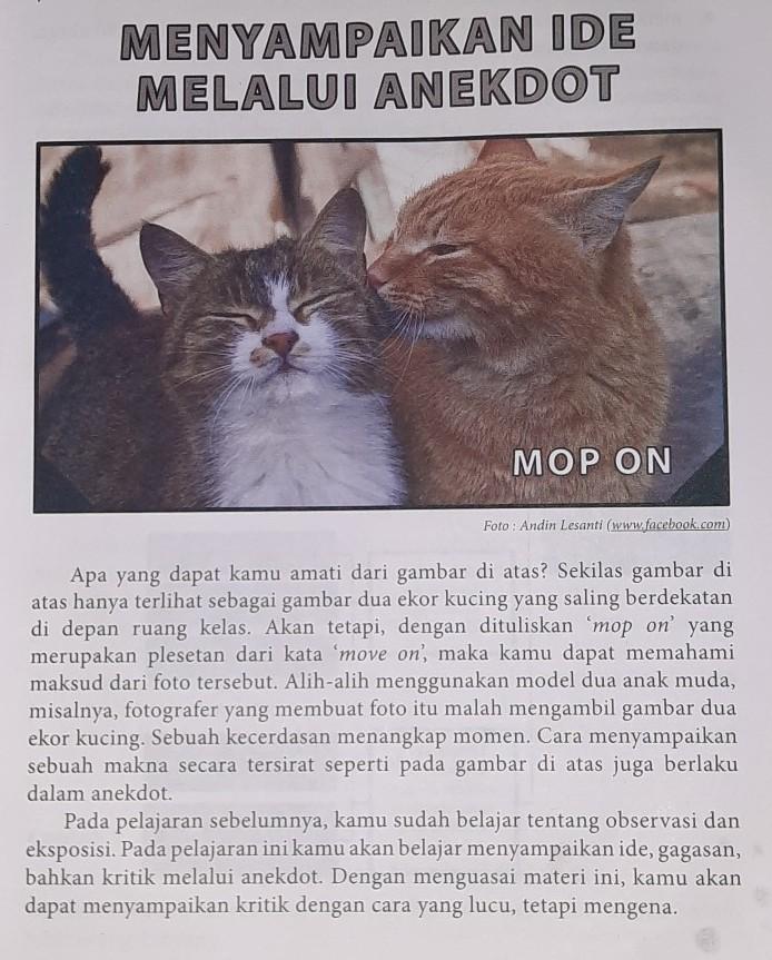 Detail Gambar Kucing Berduaan Nomer 55