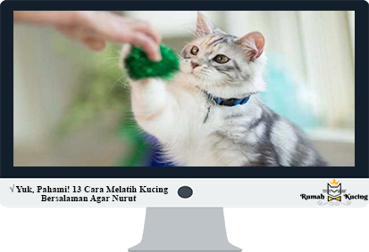 Detail Gambar Kucing Berjabat Tangan Nomer 6