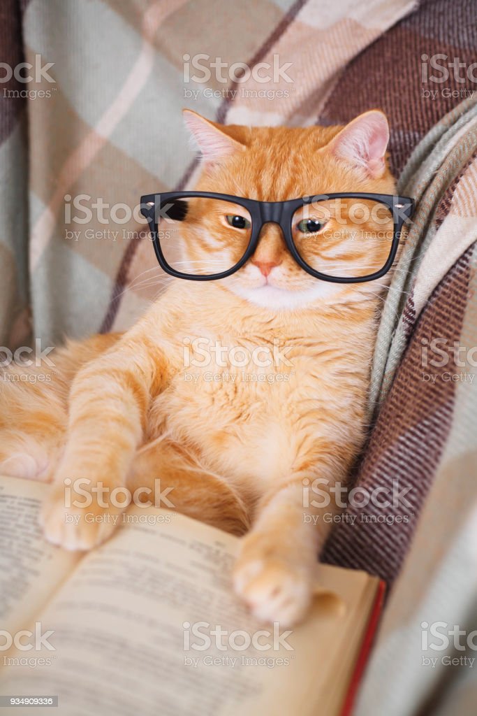 Detail Gambar Kucing Berkacamata Nomer 13