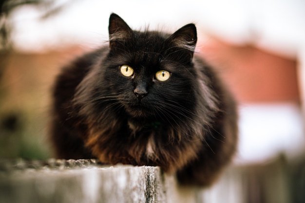 Detail Gambar Kucing Berwarna Hitam Nomer 17