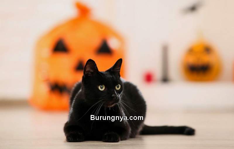 Detail Gambar Kucing Berwarna Hitam Burung Kenari Nomer 27