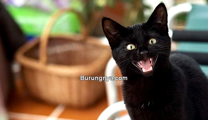 Detail Gambar Kucing Berwarna Hitam Gambar Burung Kenari Nomer 20