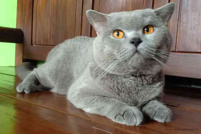 Detail Gambar Kucing British Shorthair Nomer 16