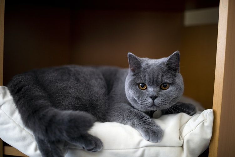 Detail Gambar Kucing British Shorthair Nomer 19