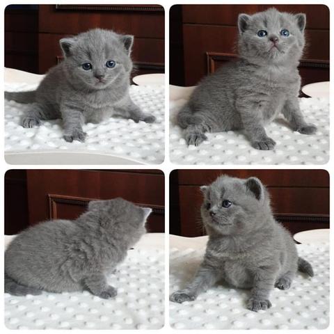 Detail Gambar Kucing British Shorthair Nomer 22