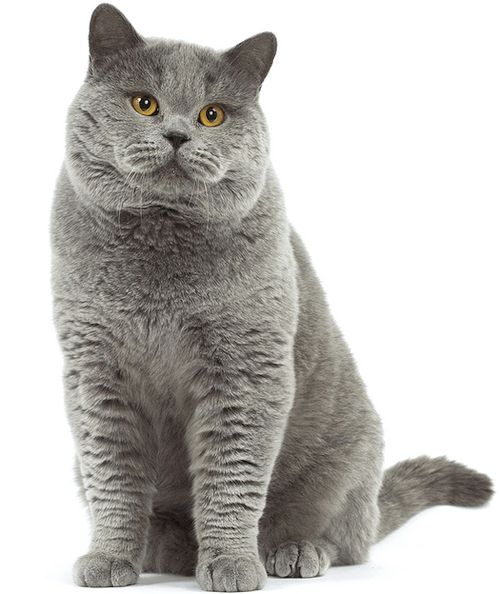 Detail Gambar Kucing British Shorthair Nomer 28