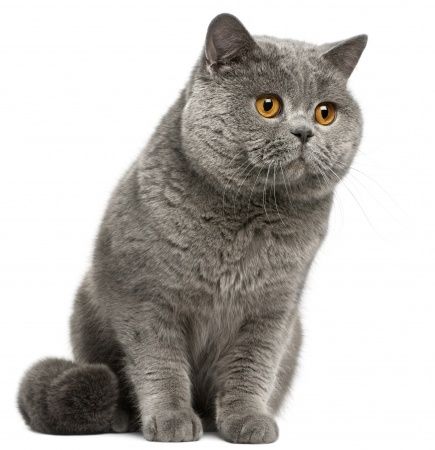 Detail Gambar Kucing British Shorthair Nomer 5