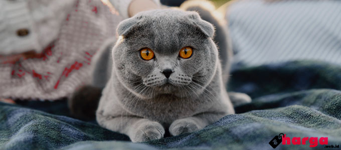 Detail Gambar Kucing British Shorthair Nomer 40