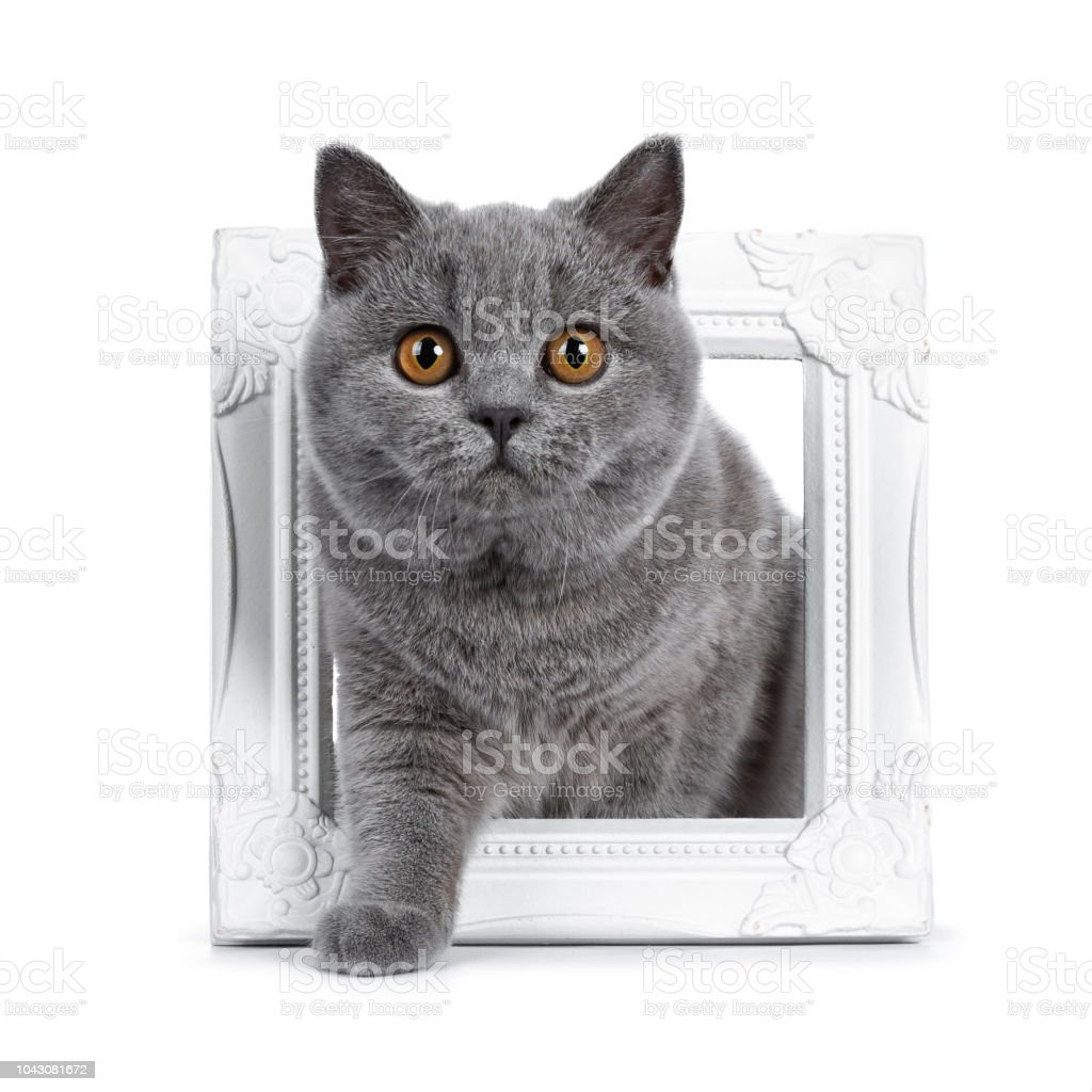 Detail Gambar Kucing British Shorthair Nomer 53