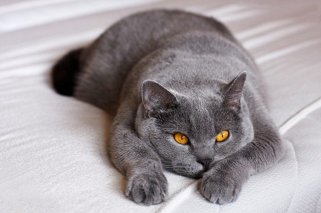 Detail Gambar Kucing British Shorthair Nomer 8