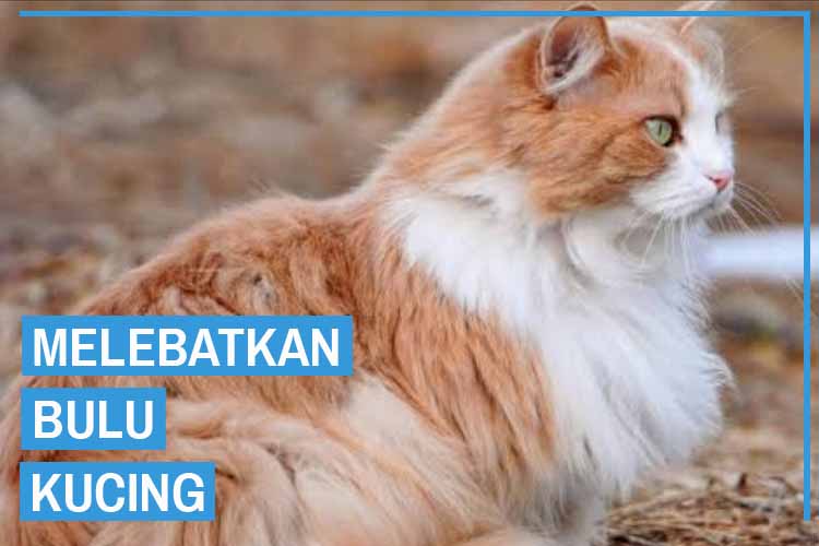 Detail Gambar Kucing Bulu Lebat Nomer 28