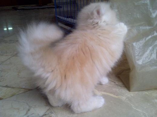 Detail Gambar Kucing Bulu Lebat Nomer 36