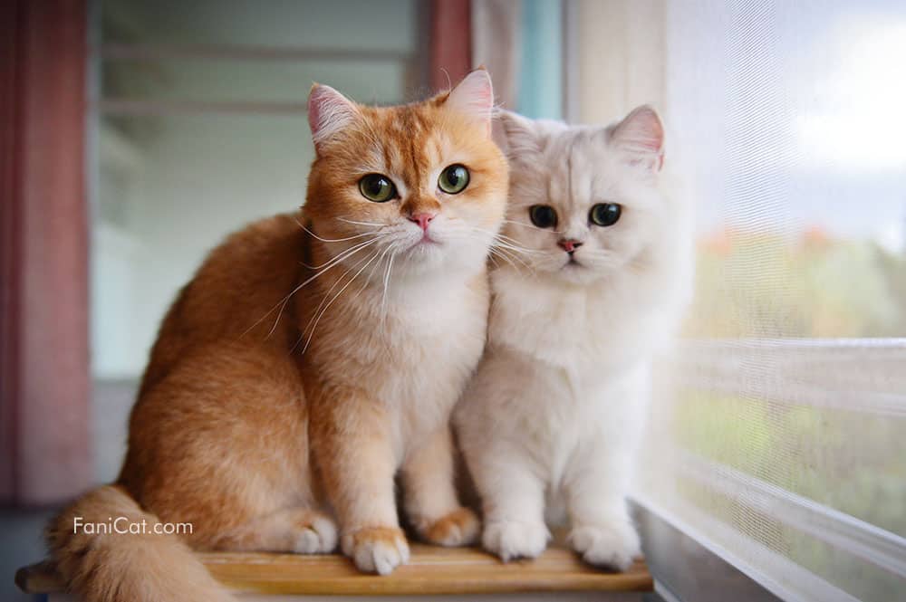 Detail Gambar Kucing Cantik Dan Lucu Nomer 15