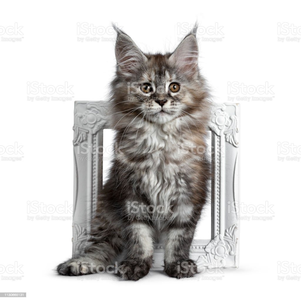 Detail Gambar Kucing Cantik Dan Lucu Nomer 45