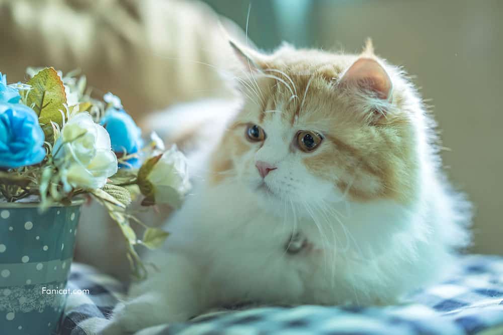 Detail Gambar Kucing Cantik Dan Lucu Nomer 54