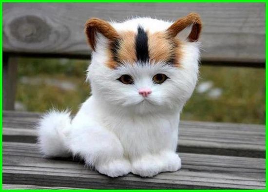 Gambar Kucing Comel - KibrisPDR