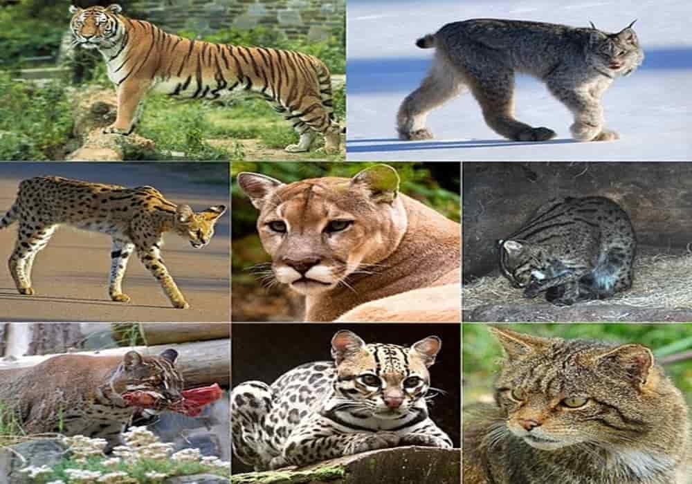 Detail Gambar Kucing Dan Harimau Nomer 18