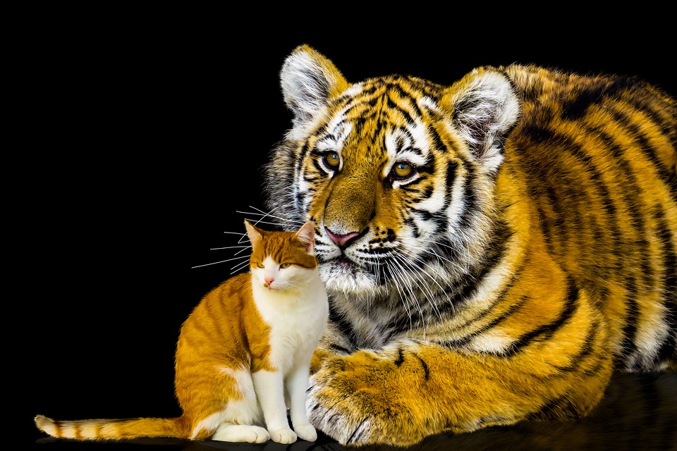 Detail Gambar Kucing Dan Harimau Nomer 20