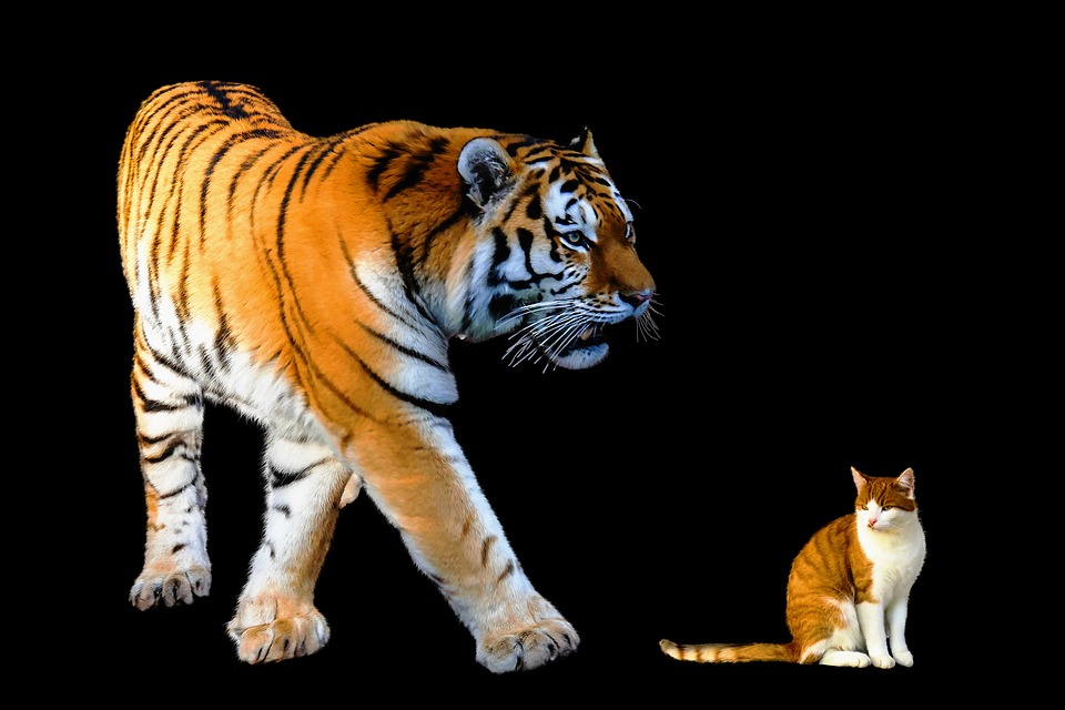 Detail Gambar Kucing Dan Harimau Nomer 28