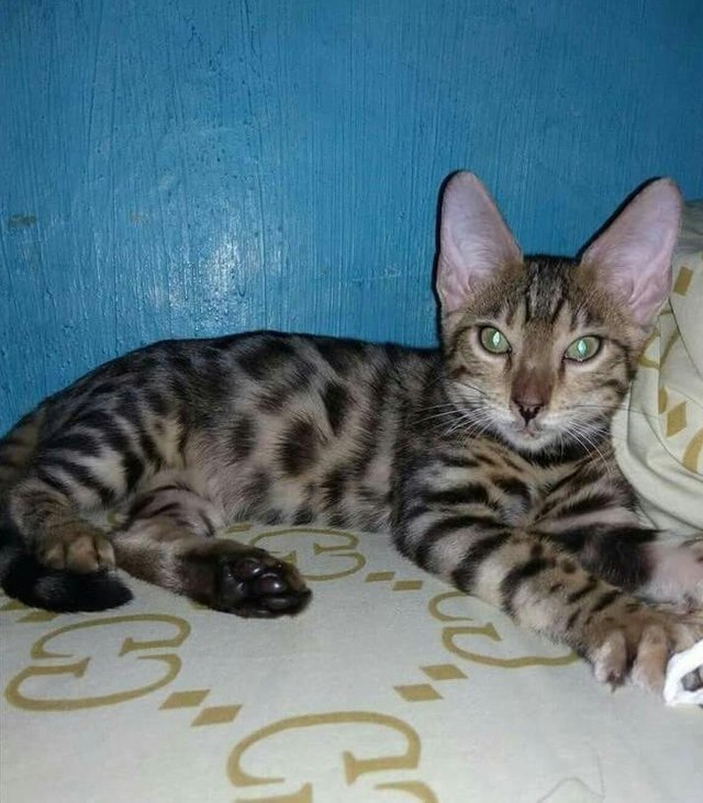 Detail Gambar Kucing Dan Harimau Nomer 34