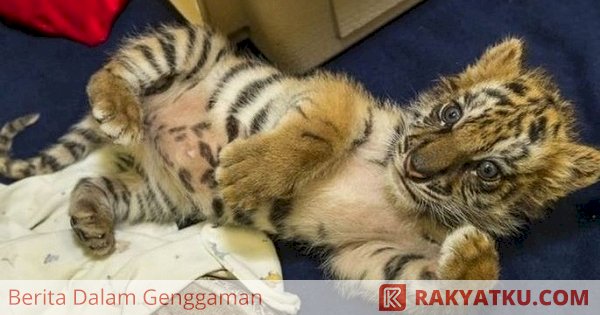 Detail Gambar Kucing Dan Harimau Nomer 46