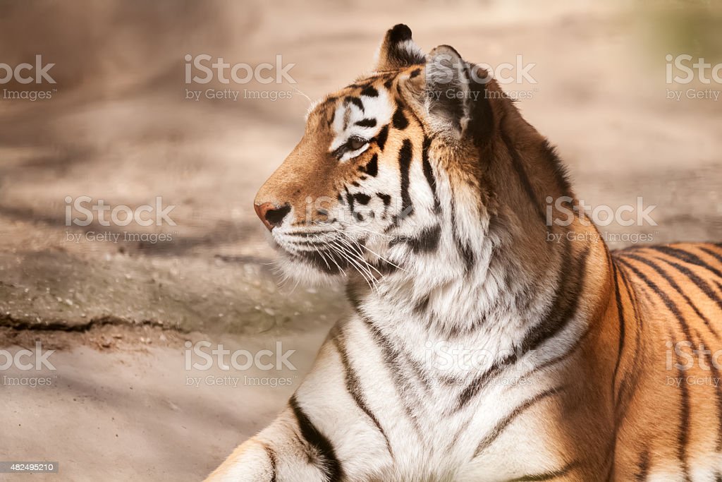Detail Gambar Kucing Dan Harimau Nomer 52