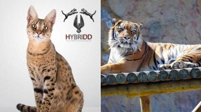 Detail Gambar Kucing Dan Harimau Nomer 7