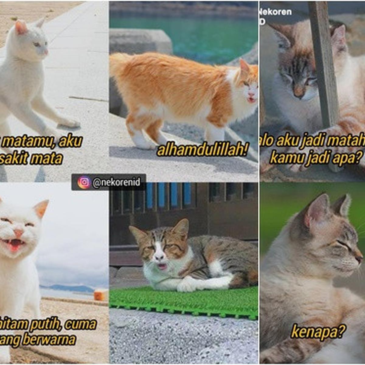 Detail Gambar Kucing Dan Kata Kata Nomer 12