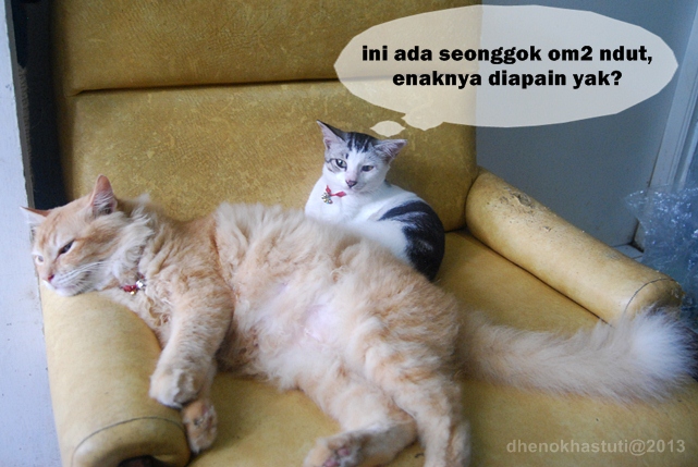 Detail Gambar Kucing Dan Kata Kata Nomer 55