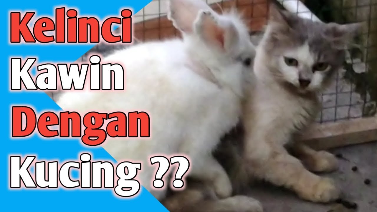 Detail Gambar Kucing Dan Kelinci Nomer 22