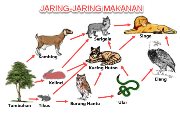 Detail Gambar Kucing Dan Kelinci Di Hutan Nomer 7