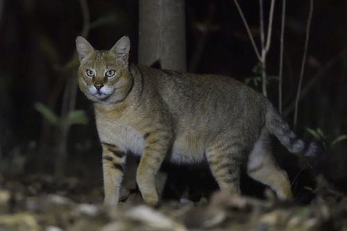 Detail Gambar Kucing Dan Kelinci Di Hutan Nomer 9