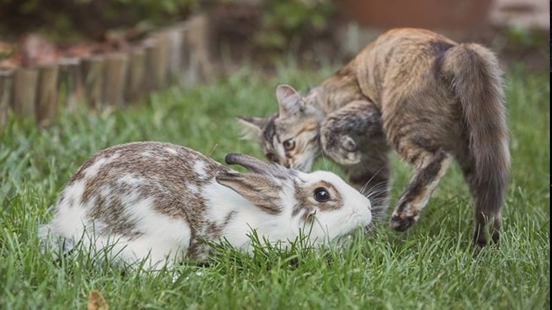 Detail Gambar Kucing Dan Kelinci Di Hutan Nomer 16