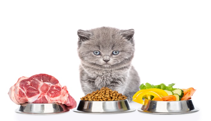 Detail Gambar Kucing Dan Makanannya Nomer 12